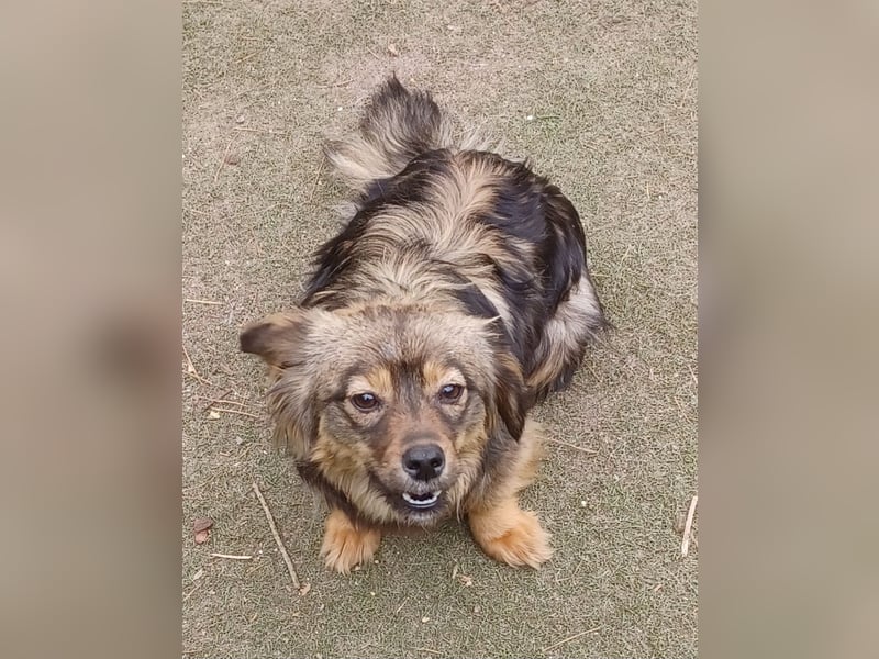 Roxy, 25cm Schulterhöhe, a.d.Tierschutz, sucht Happy-Home