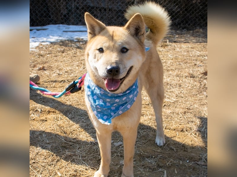 Flo  superliebe shiba mix-Hündin,Ca.20 kg,sucht wundervolles Zuhause
