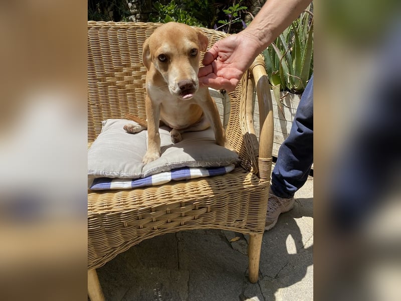 Skittles - (dringend Zuhause oder Pflegestelle gesucht) auf der Suche nach dem großen Glück