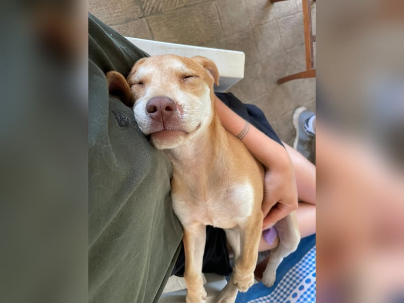 Skittles - (dringend Zuhause oder Pflegestelle gesucht) auf der Suche nach dem großen Glück