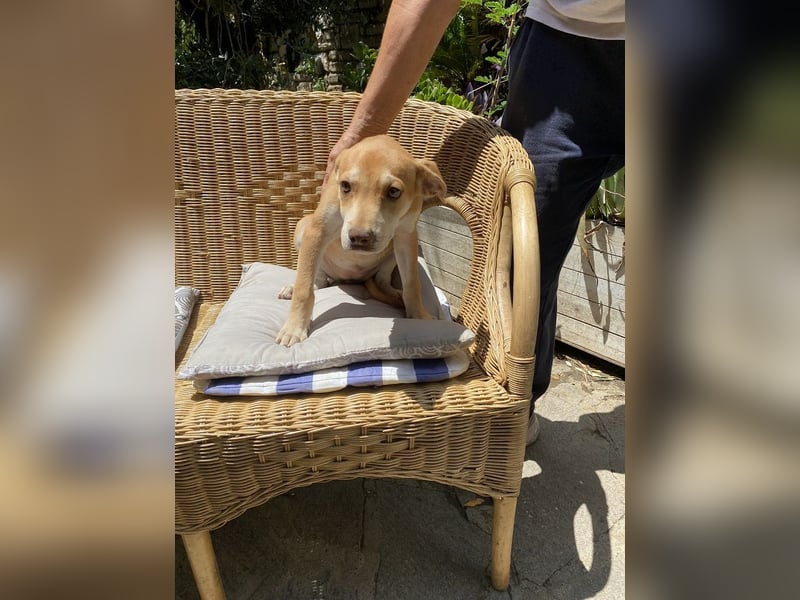 Skittles - (dringend Zuhause oder Pflegestelle gesucht) auf der Suche nach dem großen Glück