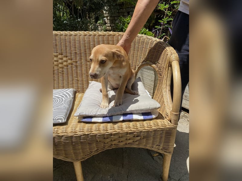 Skittles - (dringend Zuhause oder Pflegestelle gesucht) auf der Suche nach dem großen Glück