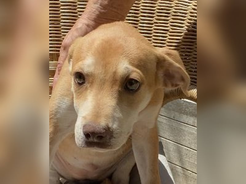 Skittles - (dringend Zuhause oder Pflegestelle gesucht) auf der Suche nach dem großen Glück