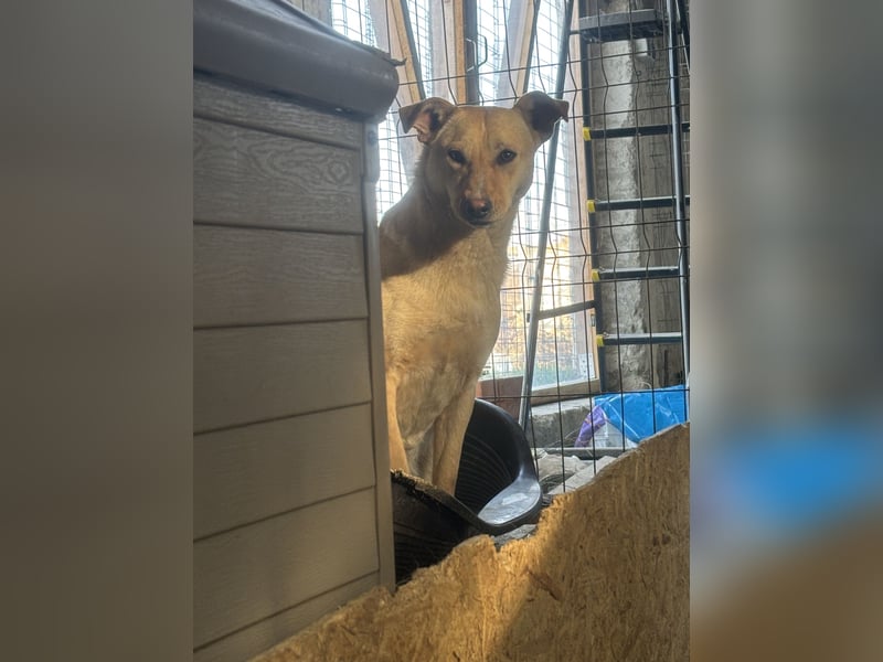 HOPE, Hündin, 2 Jahre, 55 cm, Mischling, Tierschutz