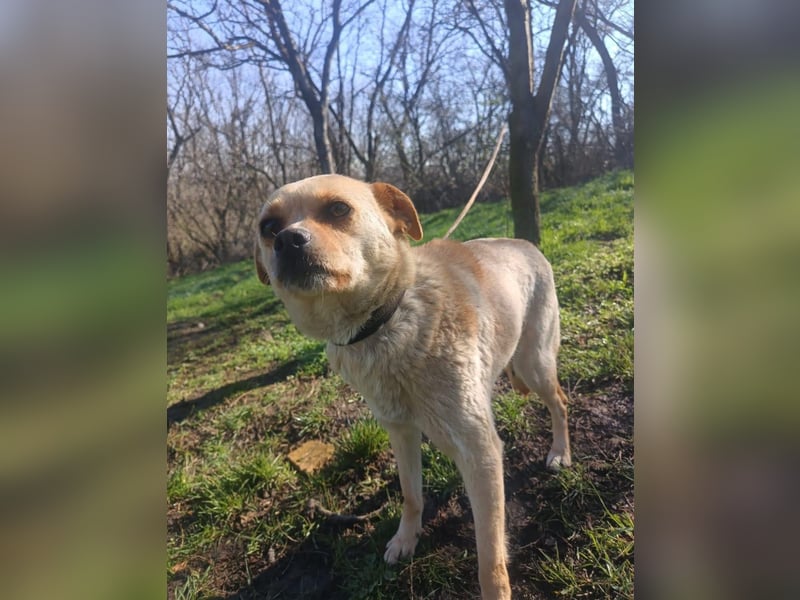 Goldi Tierschutzhund sucht ein Zuhause