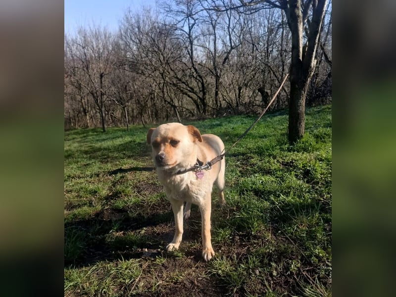 Goldi Tierschutzhund sucht ein Zuhause