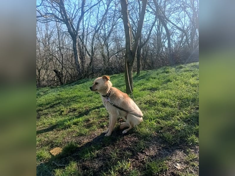Goldi Tierschutzhund sucht ein Zuhause