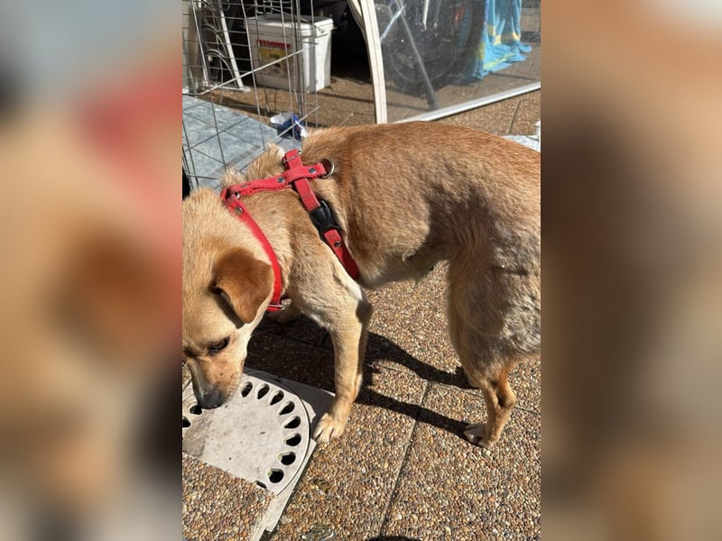 Goldi Tierschutzhund sucht ein Zuhause