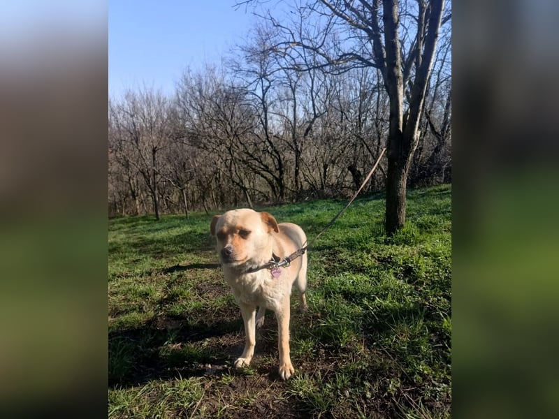 Goldi Tierschutzhund sucht ein Zuhause