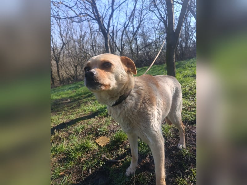 Goldi Tierschutzhund sucht ein Zuhause