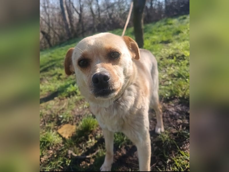 Goldi Tierschutzhund sucht ein Zuhause