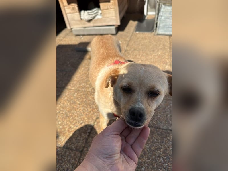 Goldi Tierschutzhund sucht ein Zuhause