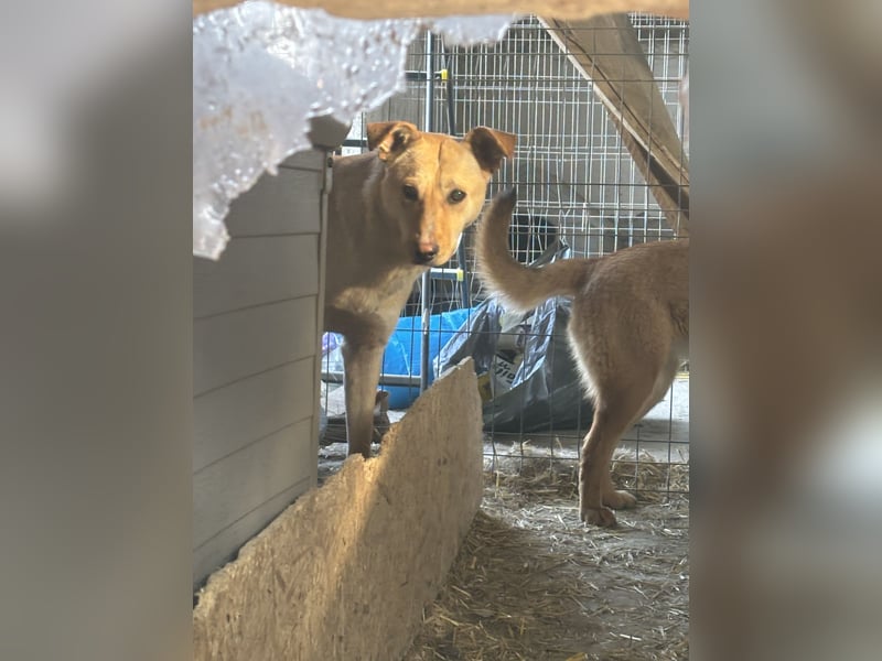 HOPE, Hündin, 2 Jahre, 55 cm, Mischling, Tierschutz