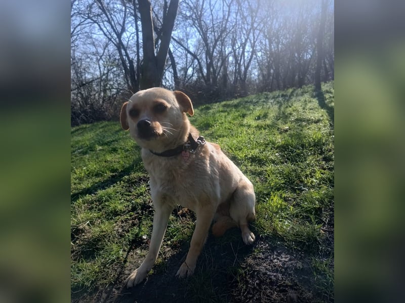 Goldi Tierschutzhund sucht ein Zuhause