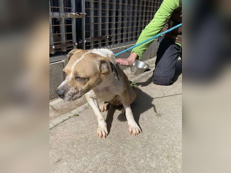 Rozi, kleine adrette Hundedame