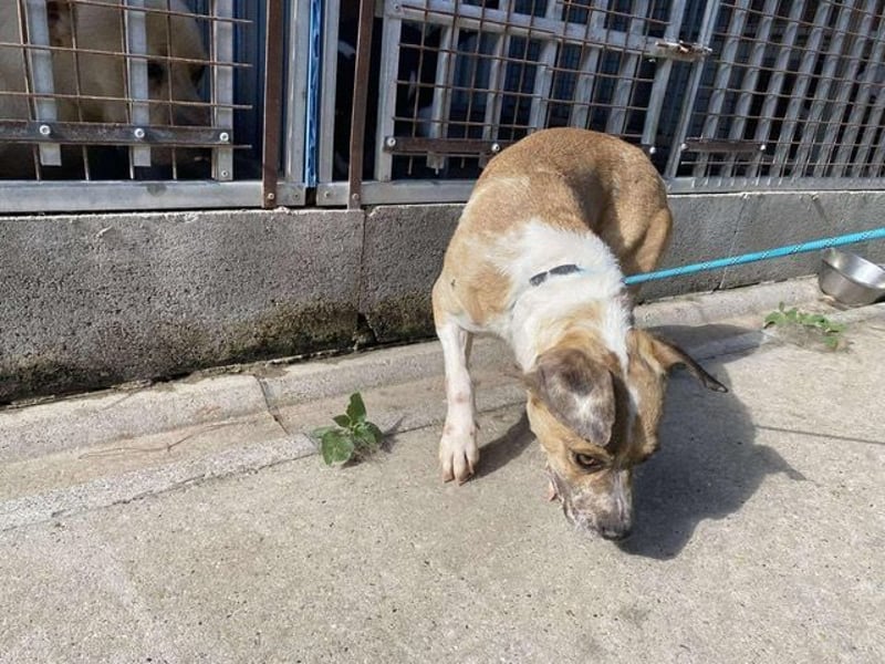 Rozi, kleine adrette Hundedame