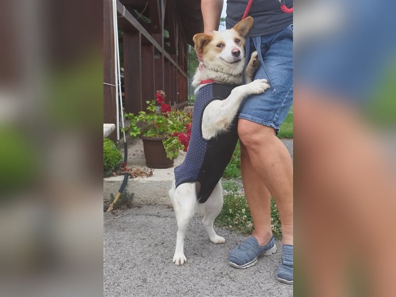 Gina hat bisher vermutlich nichts Schönes erlebt !Liebevolles Zuhause gesucht !