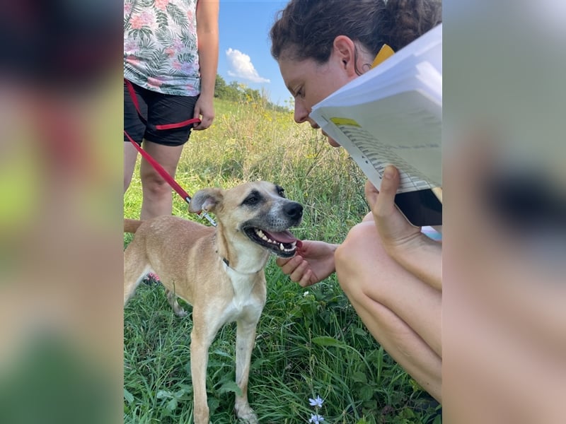 Freundliche Dorka sucht die Nähe der Menschen !