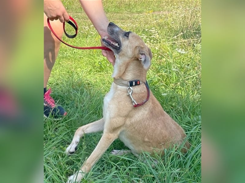 Freundliche Dorka sucht die Nähe der Menschen !