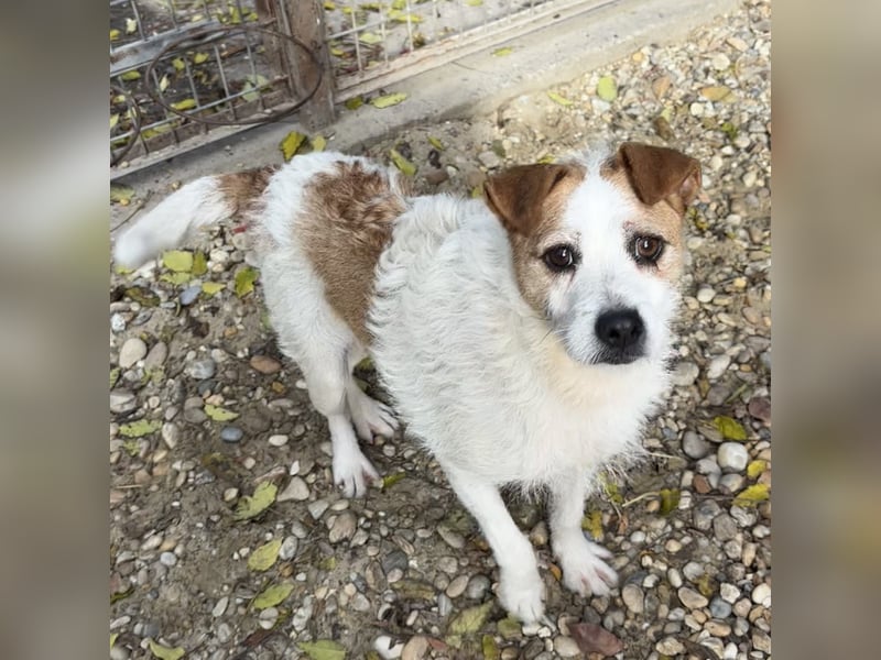 Zsani - Heimathafen gesucht!