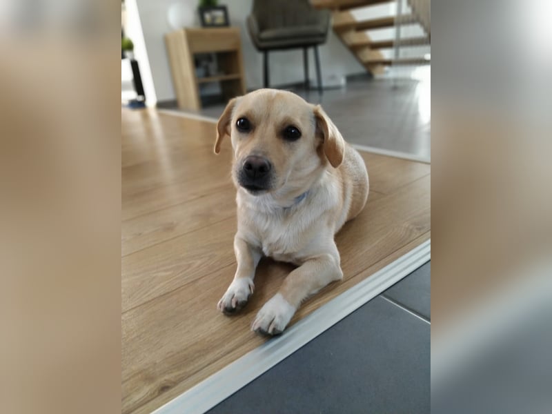 Tessa - Sensible Mischlingshündin sucht liebevolles Zuhause ohne Kinder