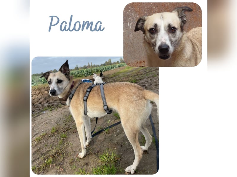 PALOMA wartet in 41379 Brüggen