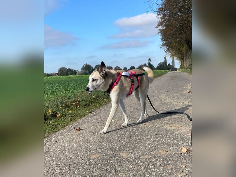 PALOMA wartet in 41379 Brüggen