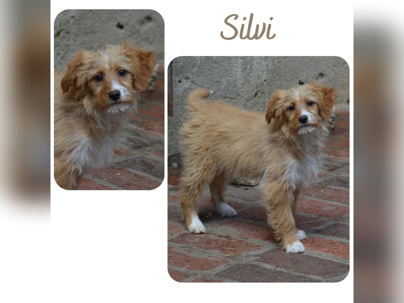 Silvi reserviert