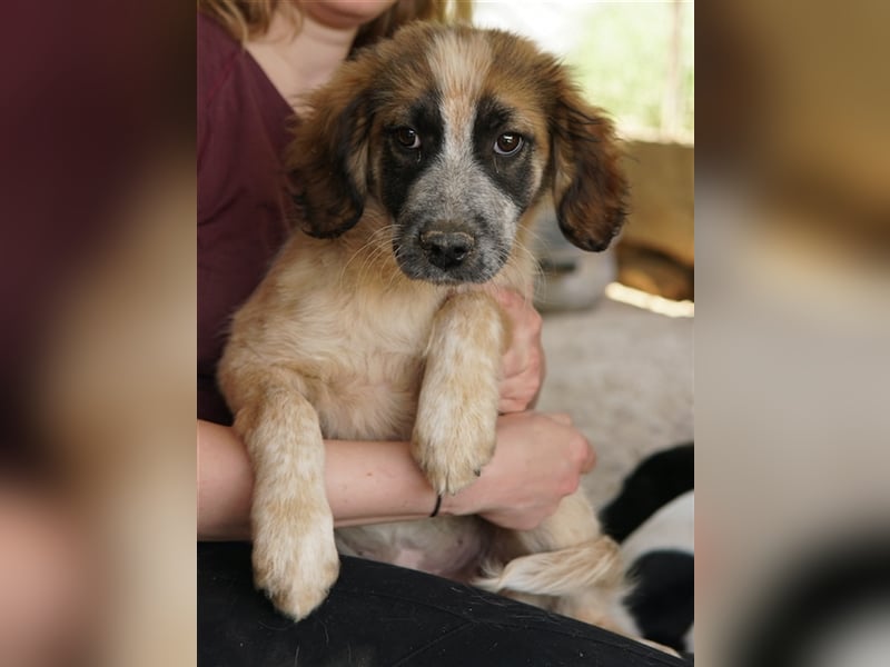 Toffee, geb. ca. 01/2023, lebt in GRIECHENLAND, im städt. Tierheim Serres