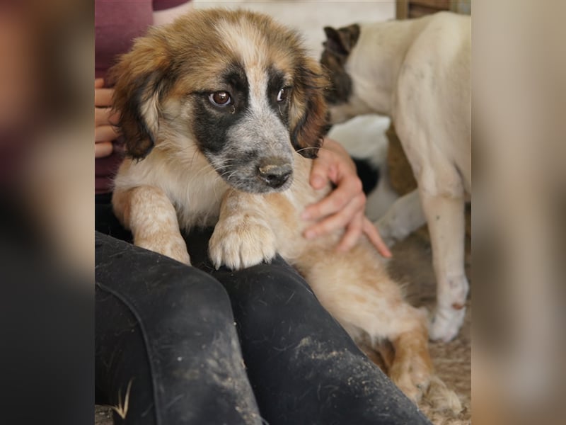 Toffee, geb. ca. 01/2023, lebt in GRIECHENLAND, im städt. Tierheim Serres