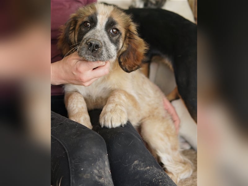 Toffee, geb. ca. 01/2023, lebt in GRIECHENLAND, im städt. Tierheim Serres