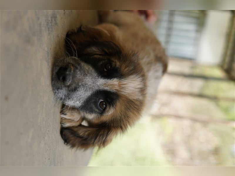 Toffee, geb. ca. 01/2023, lebt in GRIECHENLAND, im städt. Tierheim Serres