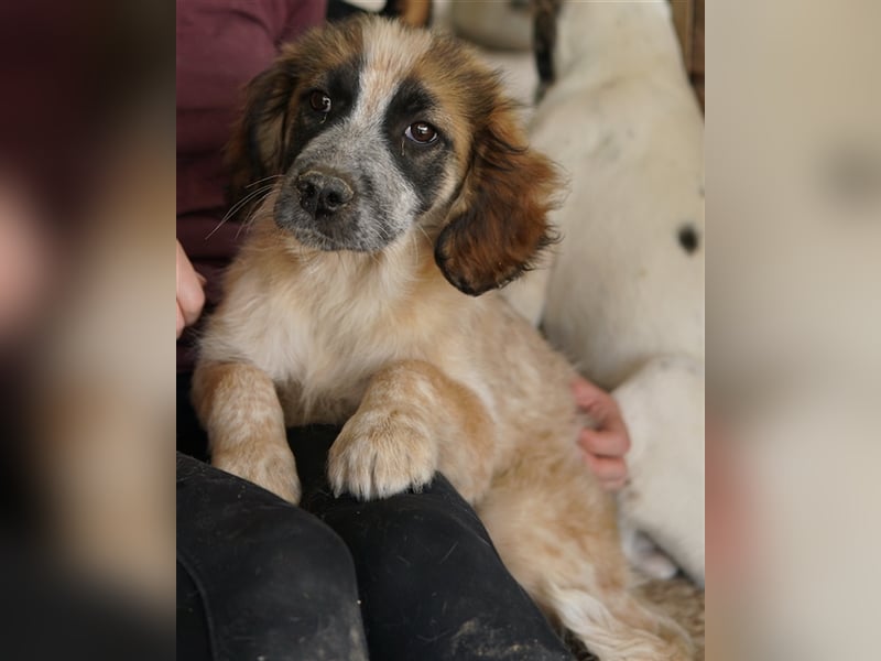 Toffee, geb. ca. 01/2023, lebt in GRIECHENLAND, im städt. Tierheim Serres