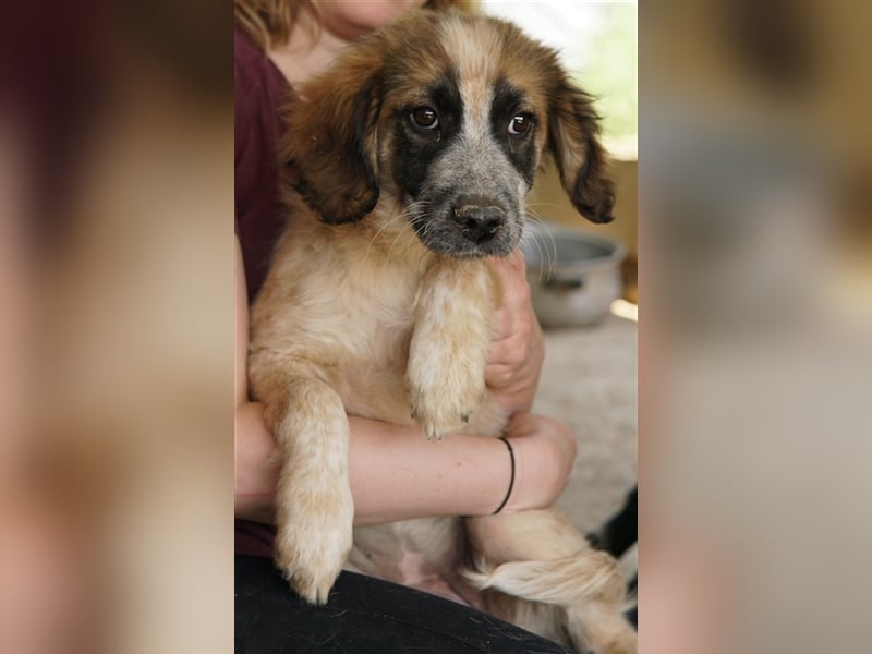 Toffee, geb. ca. 01/2023, lebt in GRIECHENLAND, im städt. Tierheim Serres