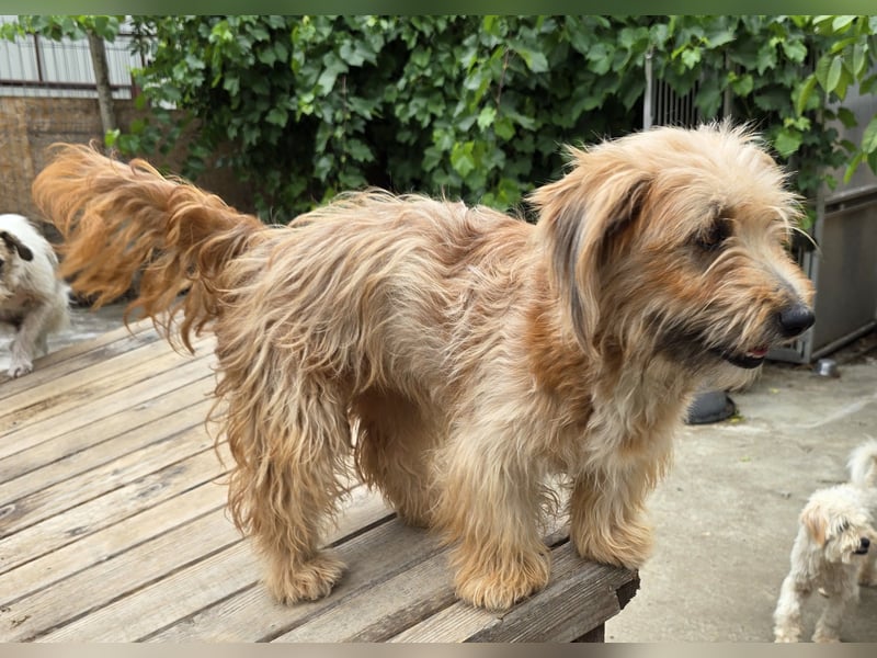 Millie - schlau und aufgeschlossen