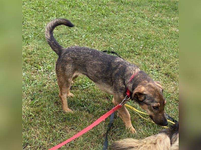 Muri - kinderlieb, mit Hunden und Katzen verträglich - BEREITS IN DEUTSCHLAND