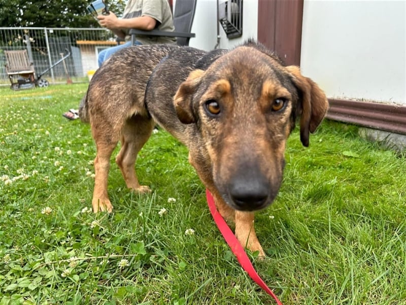 Muri - kinderlieb, mit Hunden und Katzen verträglich - BEREITS IN DEUTSCHLAND