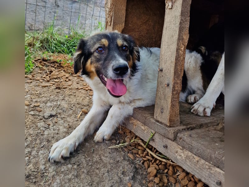 Gretchen - interessiert und wachsam