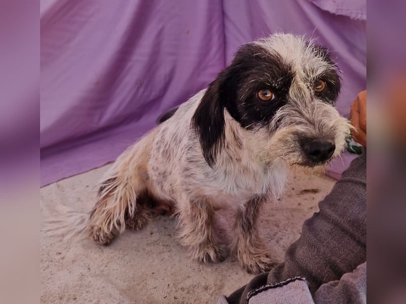 Whitney - verschmust und zugänglich