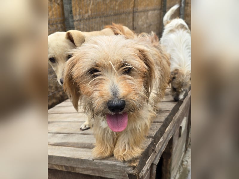 Millie - schlau und aufgeschlossen