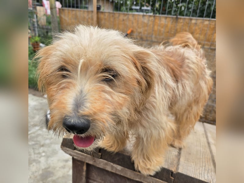 Millie - schlau und aufgeschlossen