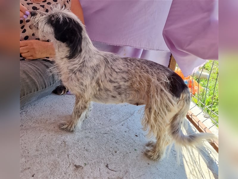 Whitney - neugierig und verschmust