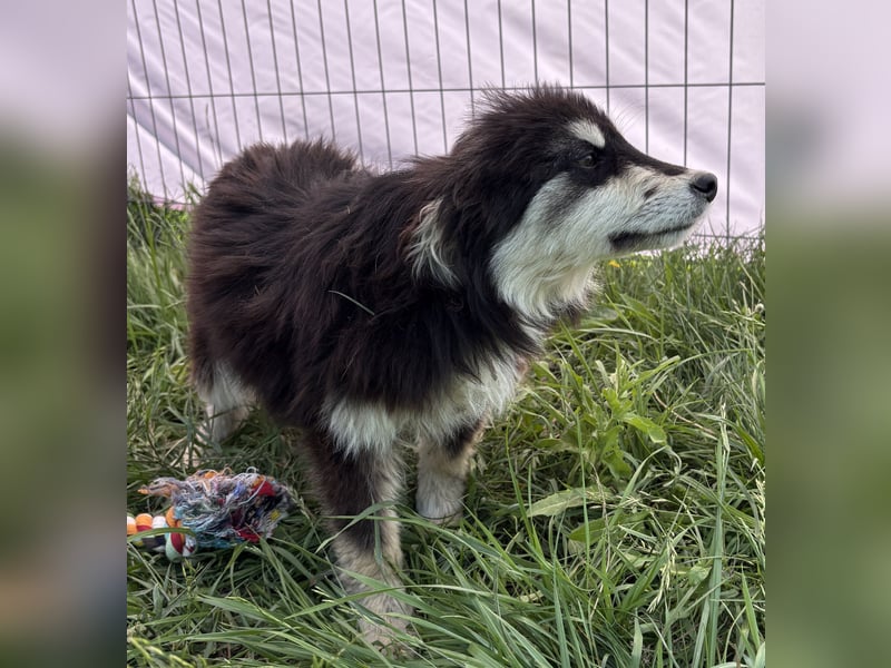 Esther - schüchtern und verträglich