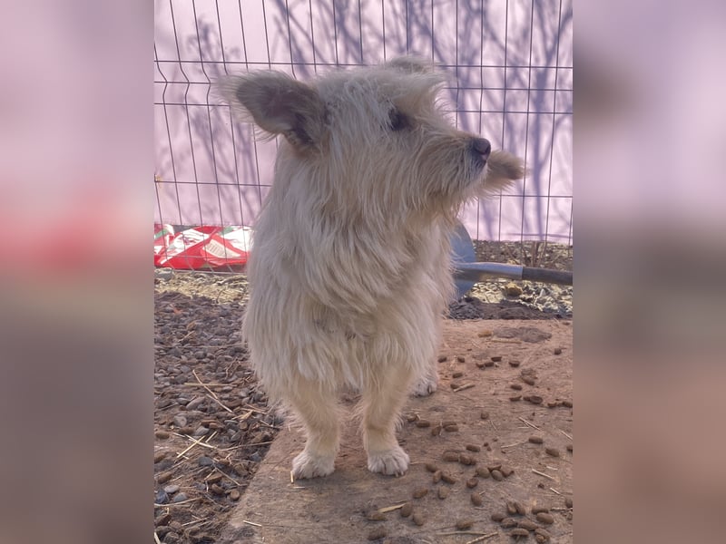 Xena - aufgeschlossen und neugierig