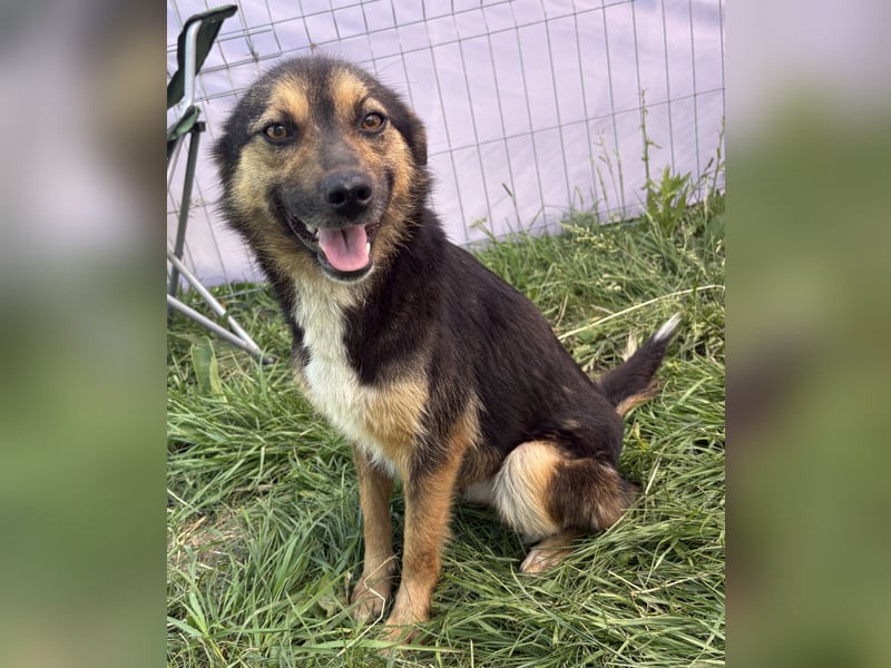 Hailey - neugierig und lernwillig