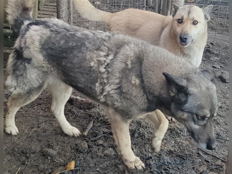 Lolita - freundlich und neugierig