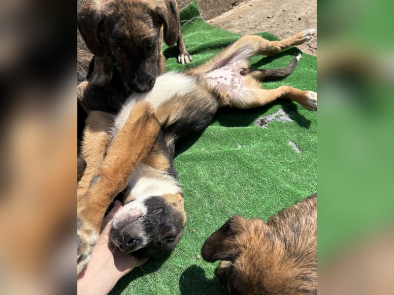 Sun - verspielt und neugierig