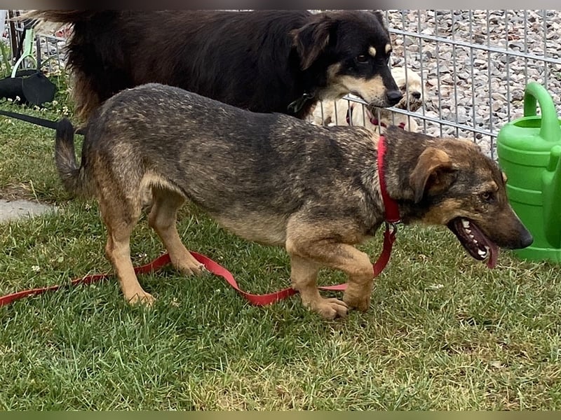 Muri - kinderlieb, mit Hunden und Katzen verträglich - BEREITS IN DEUTSCHLAND