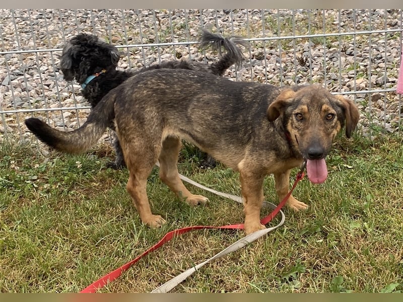 Muri - kinderlieb, mit Hunden und Katzen verträglich - BEREITS IN DEUTSCHLAND