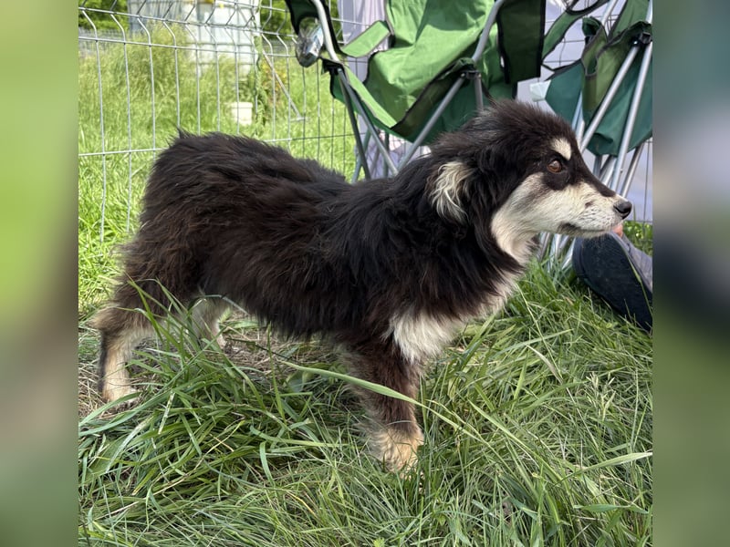 Esther - schüchtern und verträglich